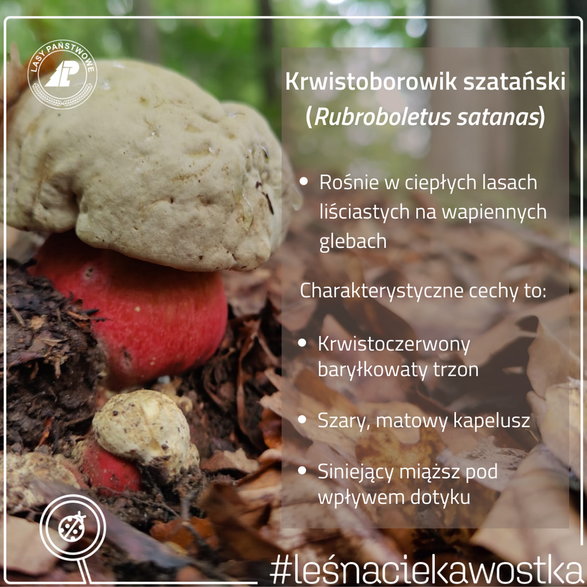 Krwistoborowik szatański (Rubroboletus satanas)