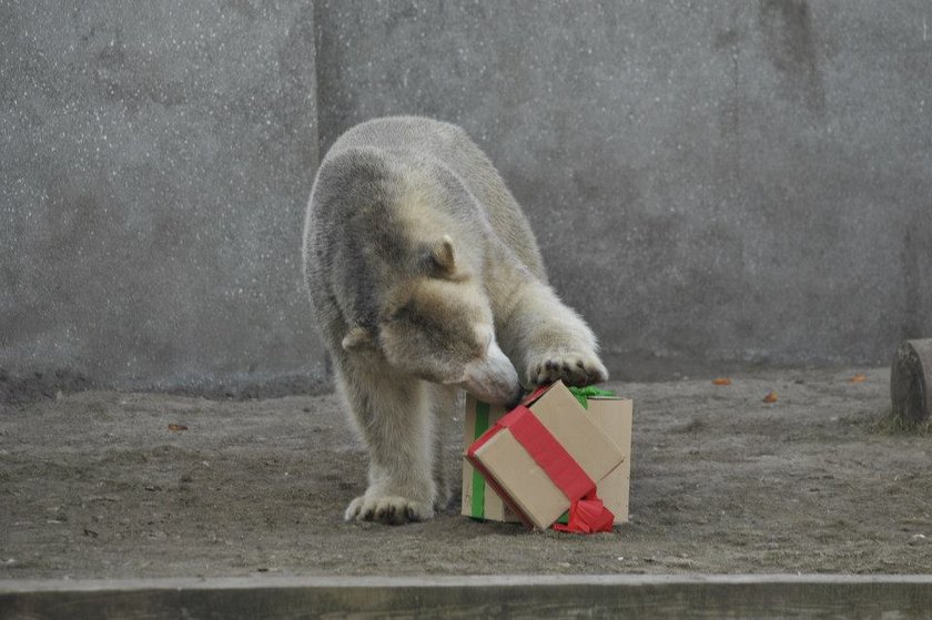 Niedźwiedzie polarne z warszawskiego zoo obchodziły 4 urodziny