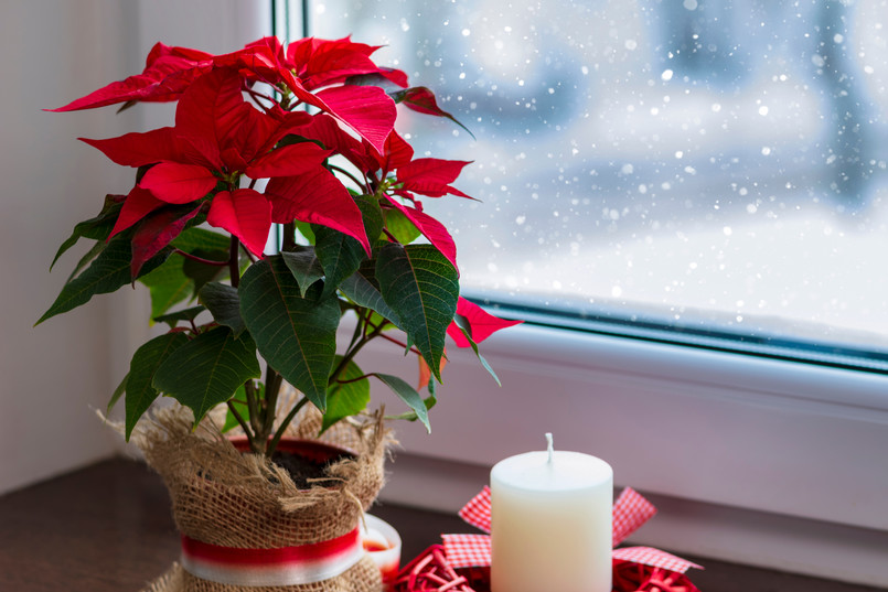 Red,Poinsettia,,A,Traditional,Christmas,Flower,In,The,Winter,Window.