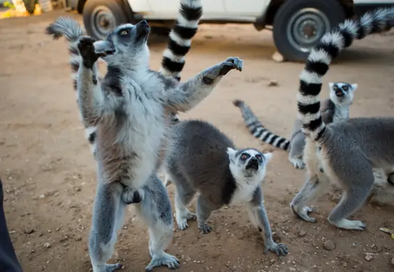 Mamy wycieczkę dla fanów Króla Juliana i "Madagaskaru". To wakacje z lemurami w środku zimy