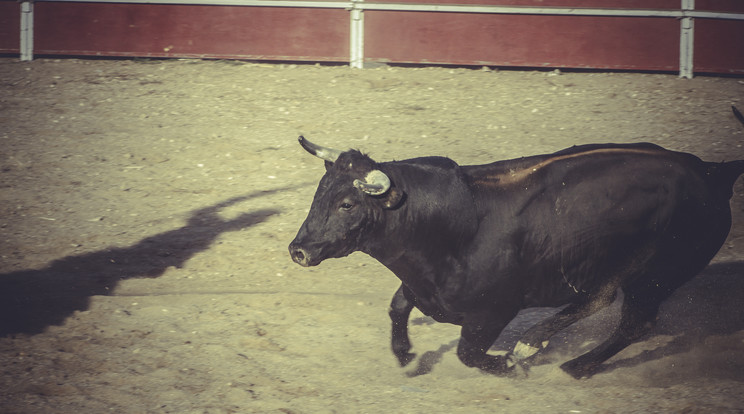 Egy viadalról szökött bika halálra gázolása miatt indult nyomozás Spanyolországban /Fotó: Northfoto