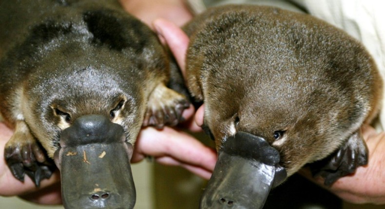 The platypus is one of the world's strangest animals