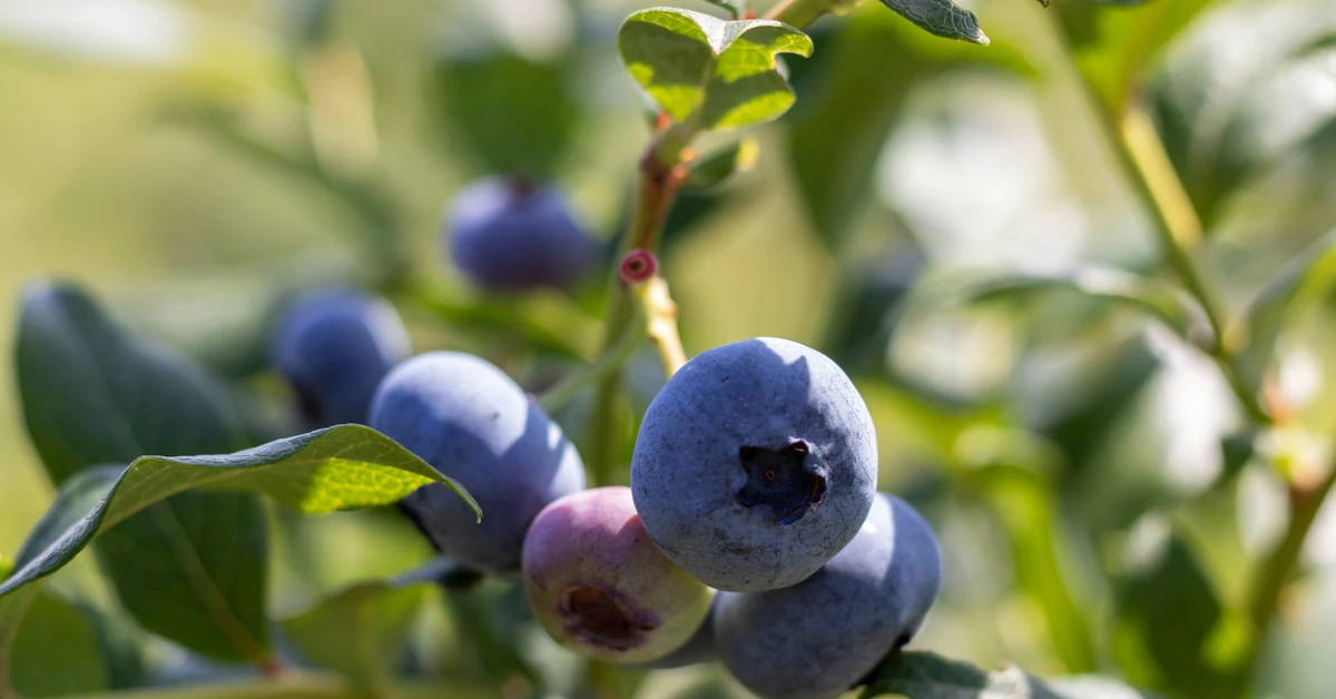 Jesienią wykonaj te zabiegi na borówce. Nie przemarznie i będzie odporna na choroby