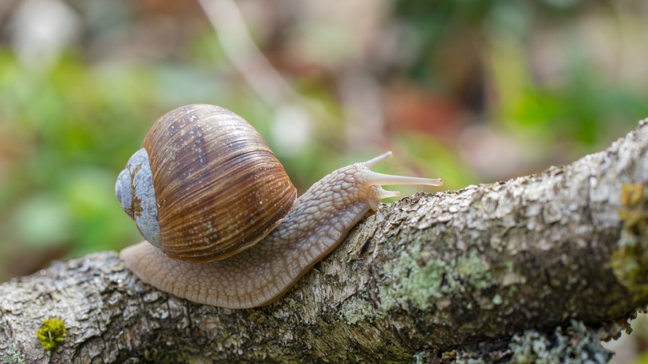 Siedem skutecznych sposobów na ślimaki