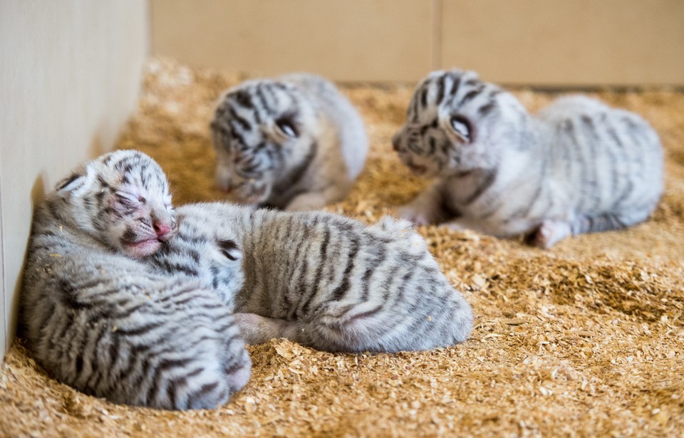 Czworaczki białego tygrysa przyszły na świat w ZOO w Borysewie