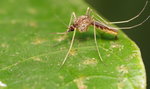 Czym może zarazić cię komar? Co z koronawirusem?