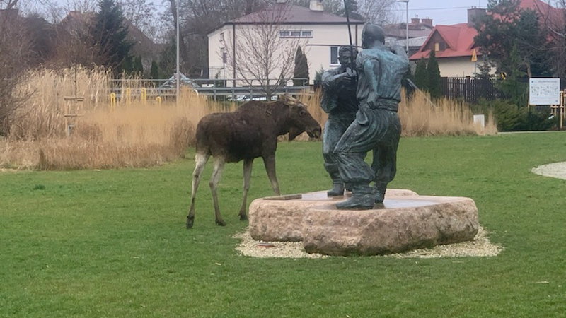 Łoś odwiedził park w okolicach Warszawy. Urzędnicy apelują o ostrożność