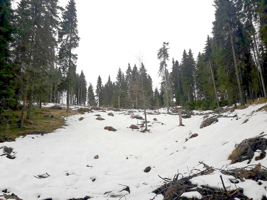 Nestao deo šume zaštićene šume na Kopaoniku