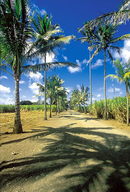 Galeria Mauritius - egzotyczna mieszanka, obrazek 10