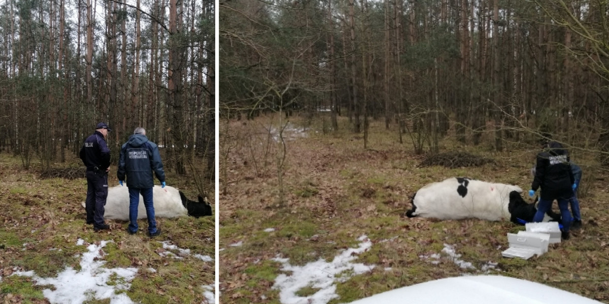 Byk zabił gospodarza.