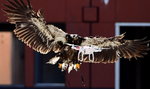 Holandia ćwiczy orły do łapania dronów