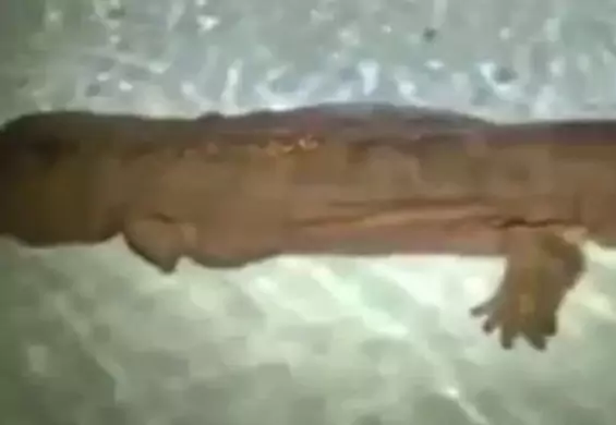 Ta gigantyczna salamandra może być najstarszym stworzeniem na Ziemi