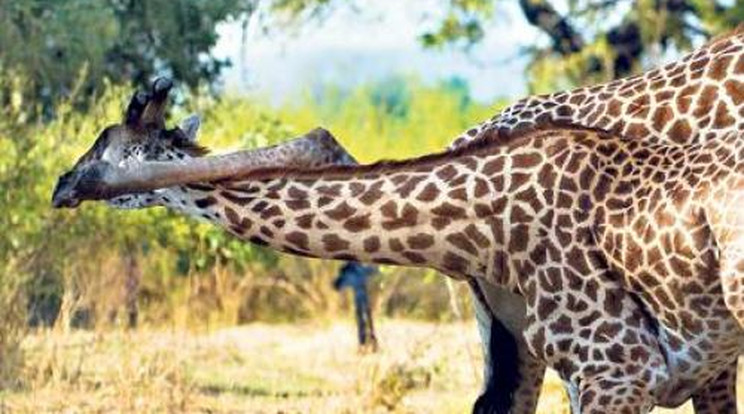 Életre-halálra harcolnak a zsiráfok