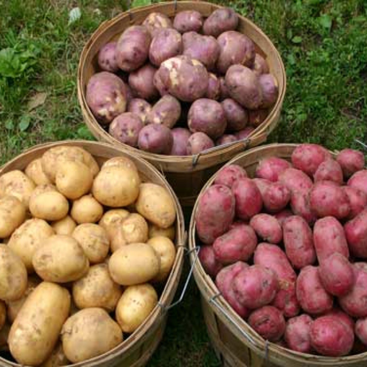 Kenyan farmers to start planting potatoes varieties from Ireland