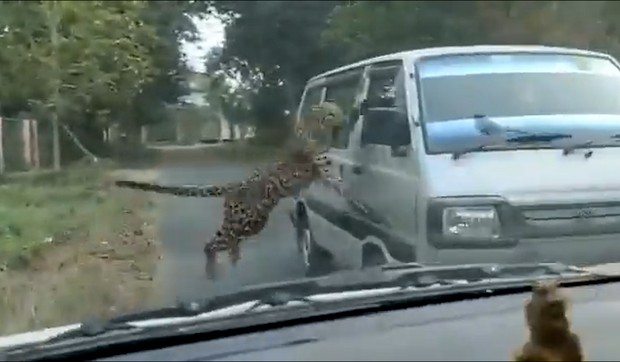 Leopard napada ljude u Indiji