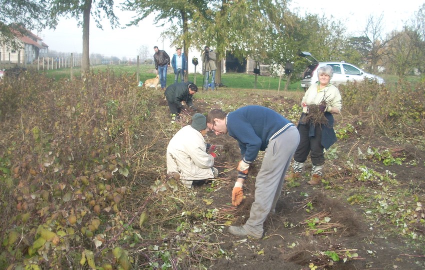 Maline gaji  900 porodica