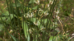 Plantago lanceolata