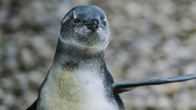 W łódzkim zoo na świat przyszedł pingwin. Jego imię wybiorą łodzianie