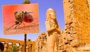 Kilkadziesiąt przypadków dengi w Egipcie. Obok Luksoru