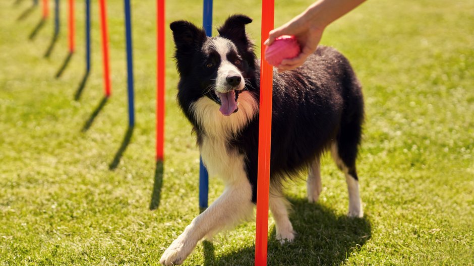 Pies rasy Border collie