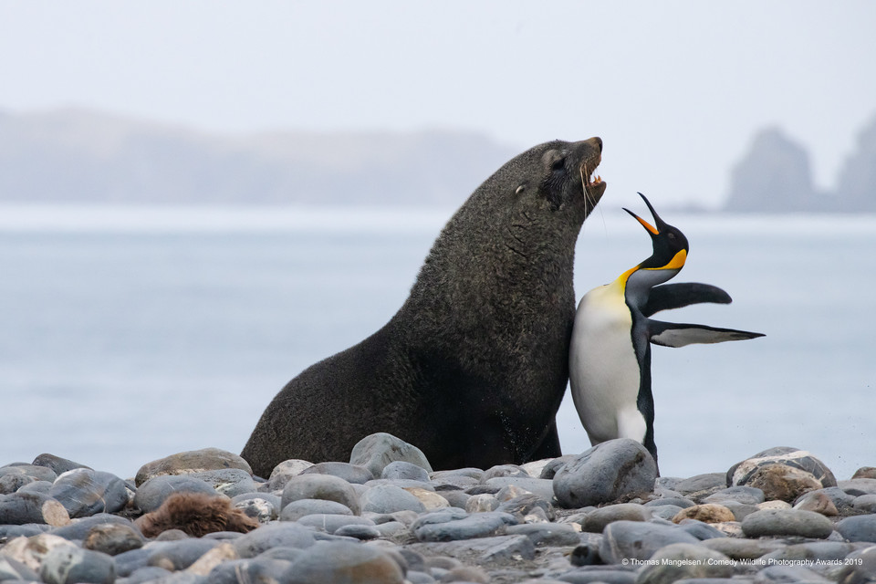 Finaliści Comedy Wildlife Photo Awards 2019