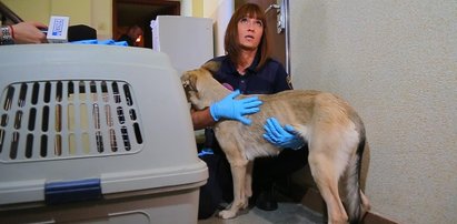 Na ratunek psom! Animal Patrol Straży Miejskiej interweniuje