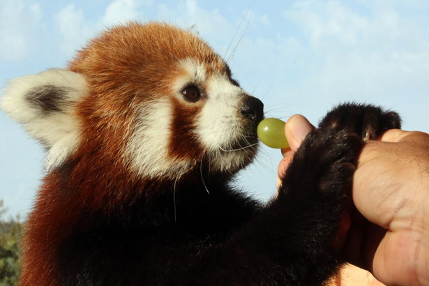 Nowo narodzona panda czerwona