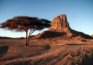 Drvo u Sahari