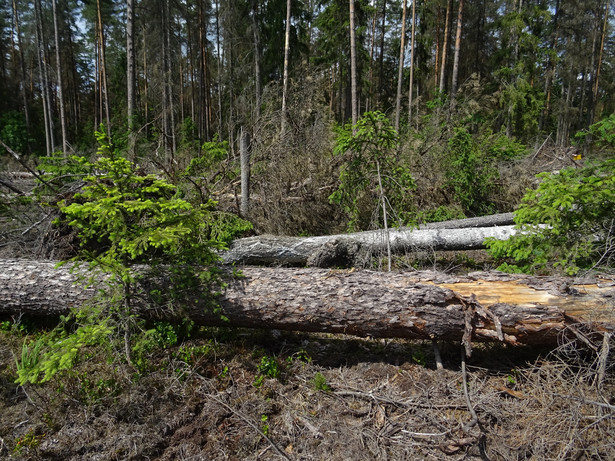 Konstytucja dla Puszczy, odwołanie dyrektora Białowieskiego Parku Narodowego, nowy szef Lasów Państwowych, ograniczenie wycinki – nowe władze wprowadzają zmiany w lasach.