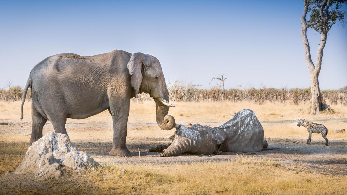 żałoba słonie zwierzęta