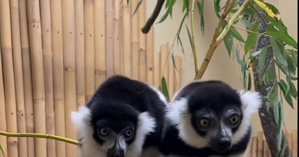 Parka lemurów przyjechała do zoo. Jeden szczegół przykuwa uwagę!