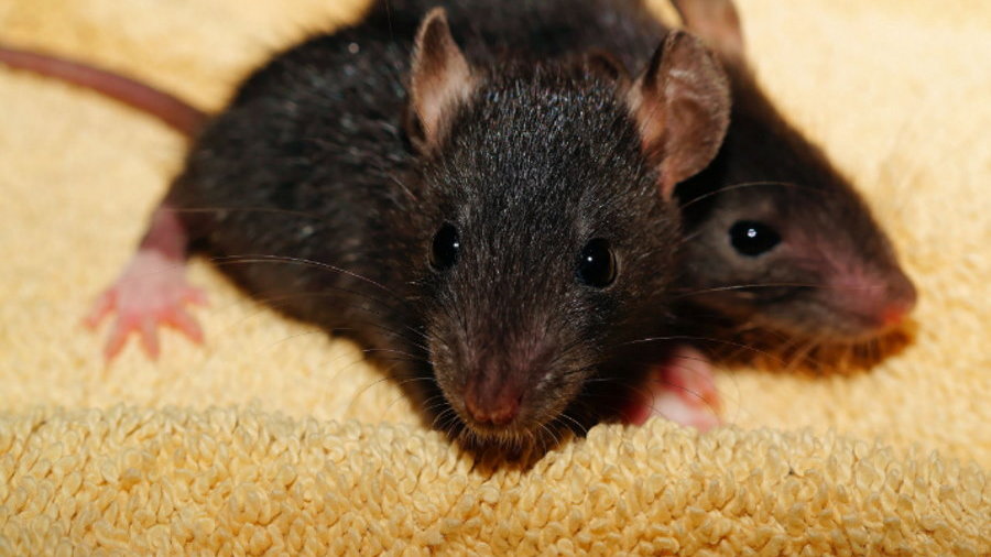 Naukowcom udało się odmłodzić układ odpornościowy myszy, fot. PxHere/ CC0