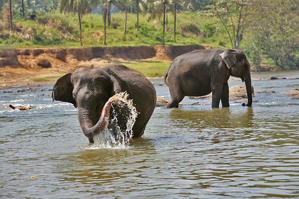 Galeria Sri Lanka - bogactwo fauny i flory, obrazek 9