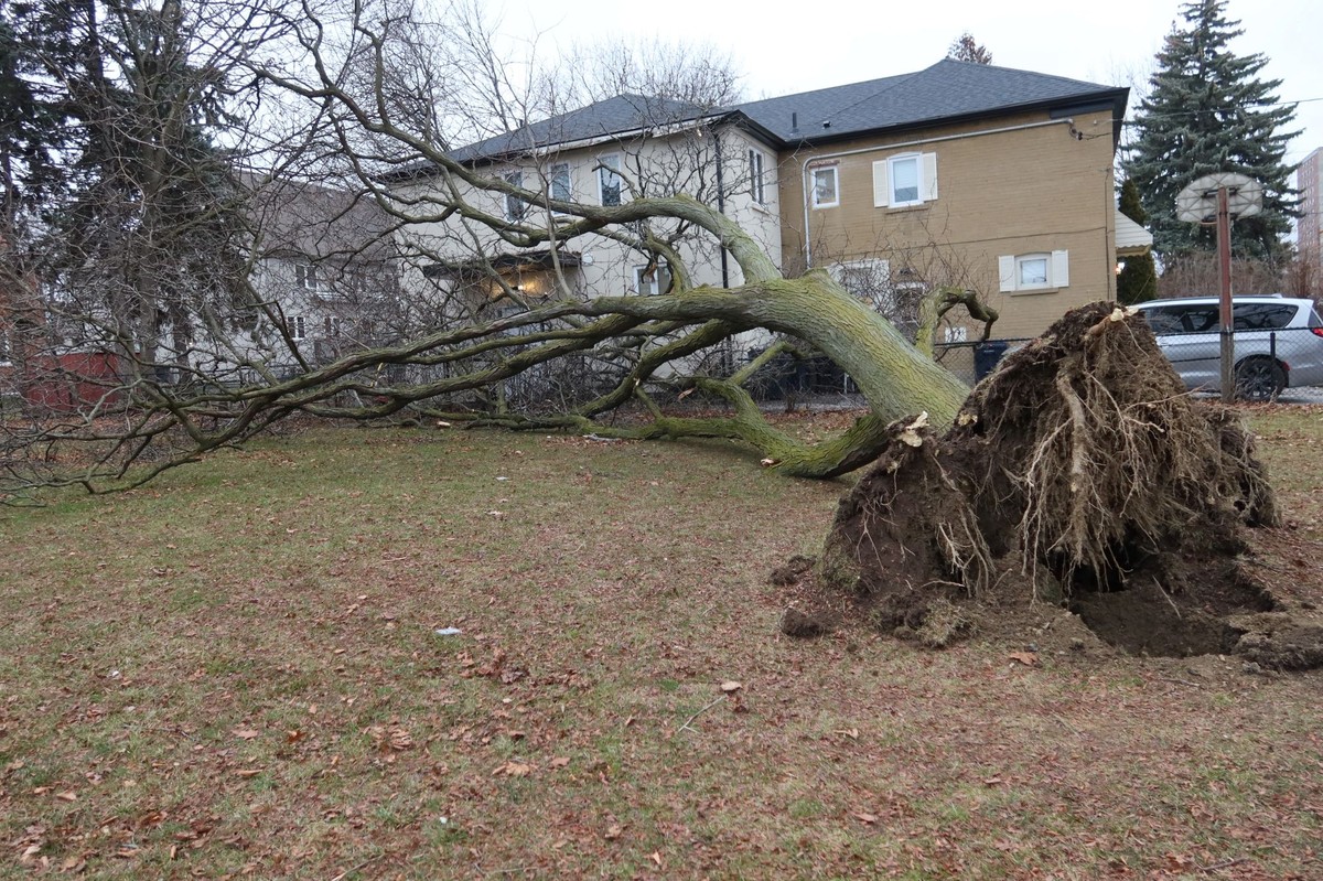 Kiedy sąsiad może żądać usunięcia drzewa