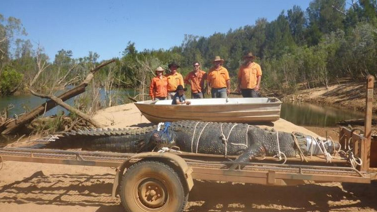 Jak podaje CNN, strażnicy dzikich zwierząt w północnej Australii po wielu latach poszukiwań, w końcu złapali krokodyla giganta, który waży 600 kg. Po raz pierwszy zauważyli go prawie dziesięć lat temu.
