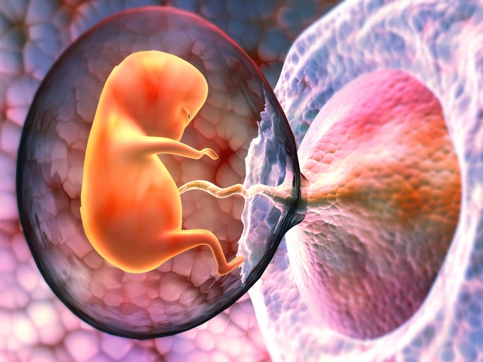 Méhlepényevés: kannibalizmus vagy egészséges táplálék a placenta?
