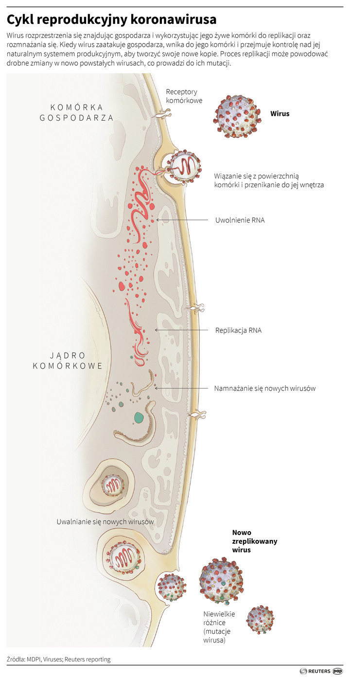 Cykl reprodukcyjny koronawirusa COVID-19 [Infografika]