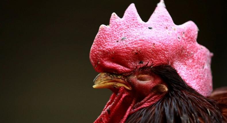 China has suspended trade in live poultry in several cities