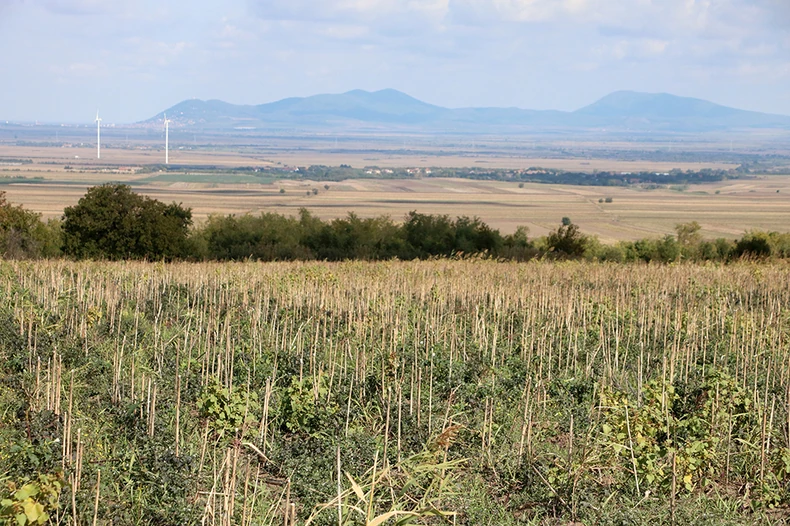 Deliblatska peščara