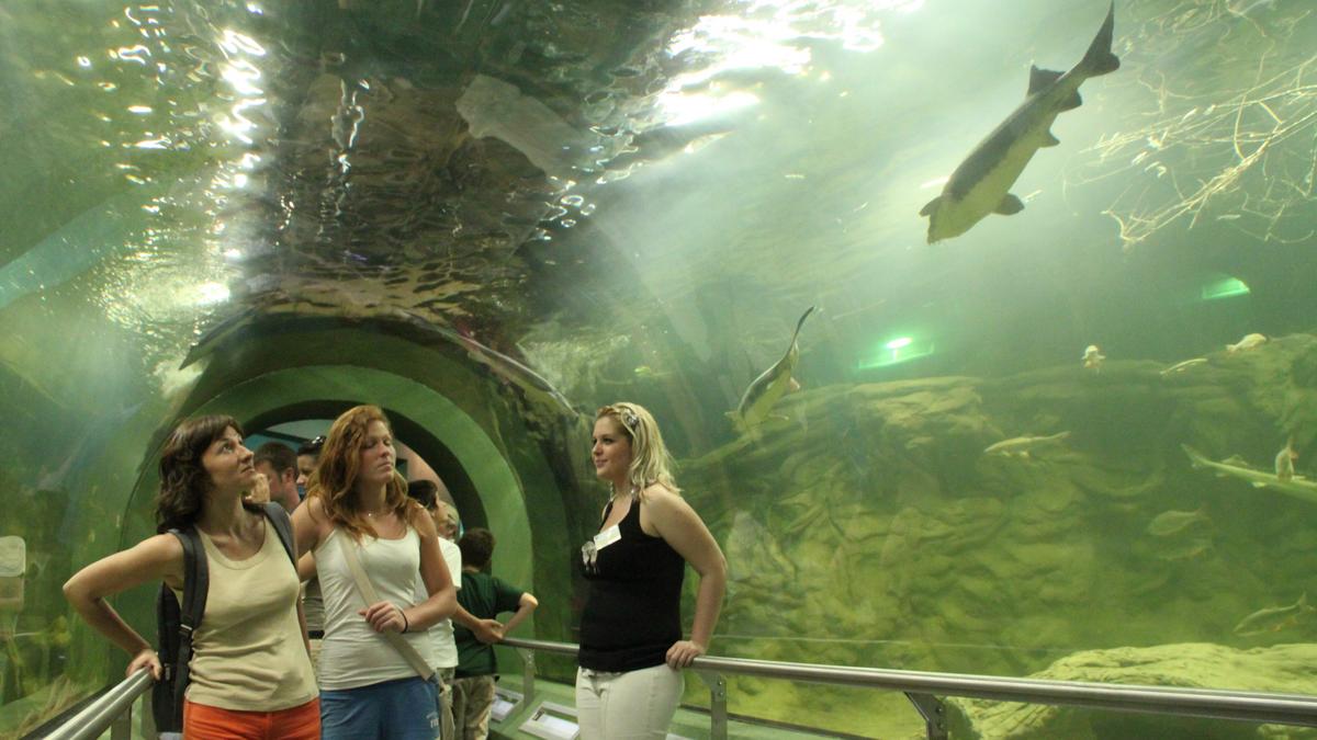 interferencia Árcsökkenés mozgástan tisza tavi ökocentrum óriás akvárium  Puno Refrén Nagy mértékben
