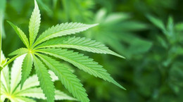 Kanadyjscy lekarze twierdzą, że marihuana pomaga zwalczać ból