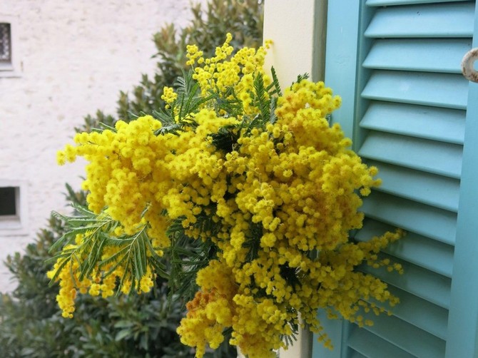 Mimoze 