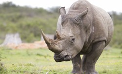 W Kenii uśpiono ostatniego samca nosorożca białego północnego. To oznacza wyginięcie tego podgatunku