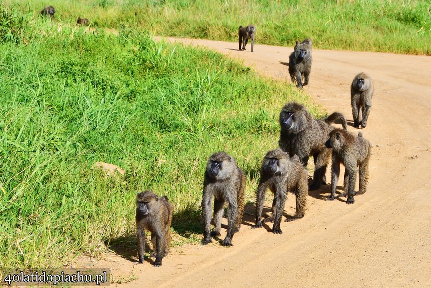 Niezapomniany, dziki świat Parków Narodowych Tanzanii