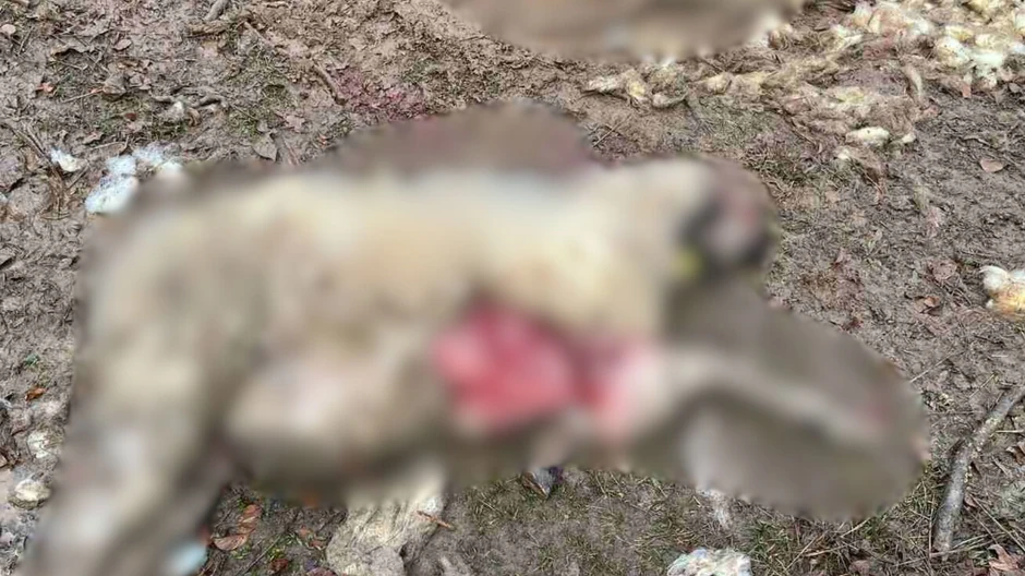 u naselju Hisardžik psi lutalice ubili četiri ovce