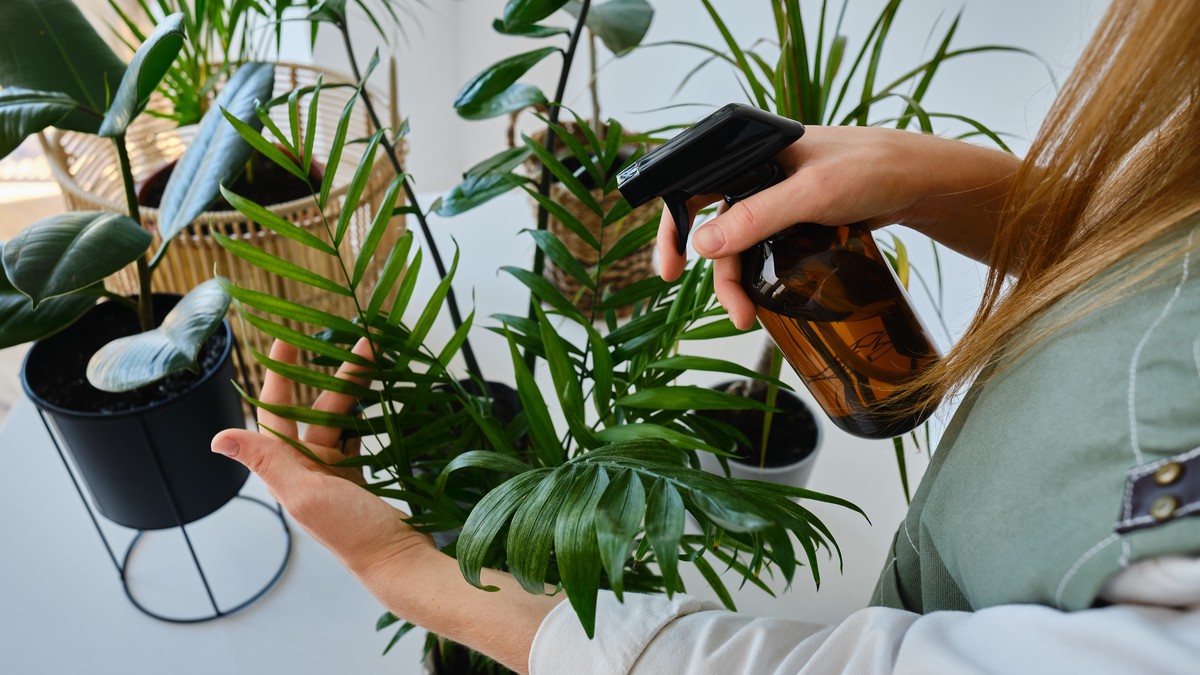 Oživite sobne biljke koje venu: Ruskinje koriste trik sa vitaminom koji cveću vraća snagu