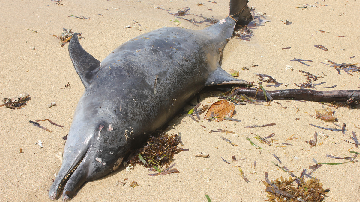 Tragiczna śmierć delfinów na północnym wybrzeżu Morza Czarnego