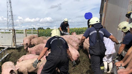 Durva baleset: malacokat szállító kamion borult fel Tiszaigarnál, több állat elpusztult – fotók
