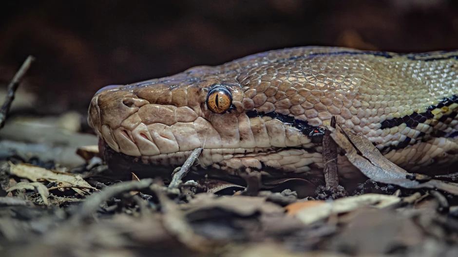 BBC | Foto: Chester Zoo