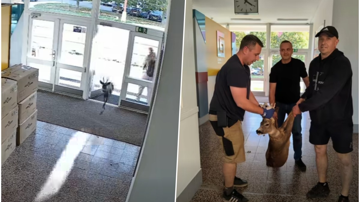 Do budovy gymnázia v Uherském Hradišti vbehol srnec.